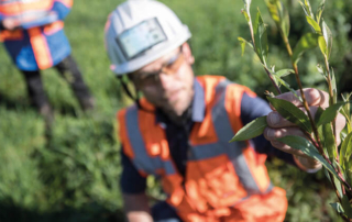 blurred background with high-vis person holding twig with leaves to camera